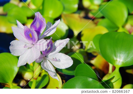 水葫蘆 水葫蘆 82066167