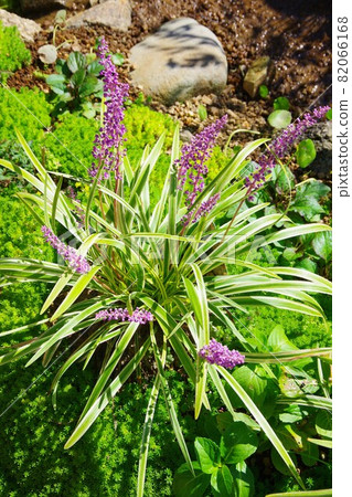 雜色草皮 雜色草皮 82066168