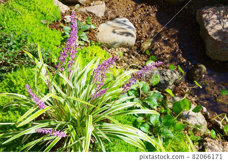 雜色草皮 82066171