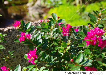 Dwarf crape myrtle 82066172