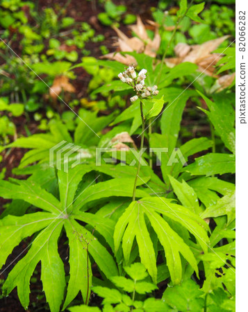 東京都板橋區赤塚植物園盛開的雪蓮 東京都板橋區赤塚植物園盛開的雪蓮 82066282
