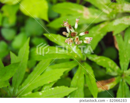 東京都板橋區赤塚植物園盛開的雪蓮 82066283