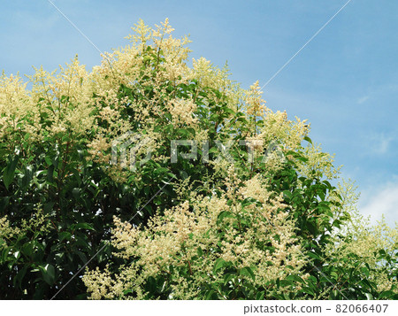 Ligustrum lucidum blooming on the Arakawa riverbed Ligustrum lucidum blooming on the Arakawa riverbed 82066407