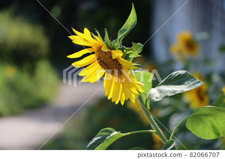 Sunflower flowers in the summer sun Sunflower flowers in the summer sun 82066707