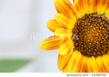 Orange sunflower close-up Orange sunflower close-up 82066708