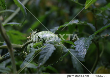 雨後水滴在菜園裡的小西紅柿 雨後水滴在菜園裡的小西紅柿 82066729