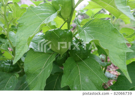 Green unripe physalis fruit Green unripe physalis fruit 82066739