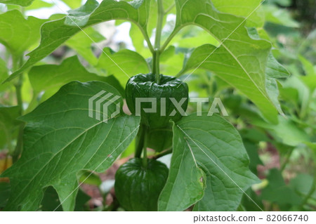 Green unripe physalis fruit Green unripe physalis fruit 82066740