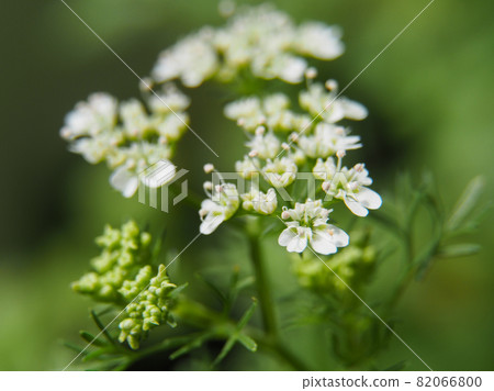 Pakuti flowers Pakuti flowers 82066800