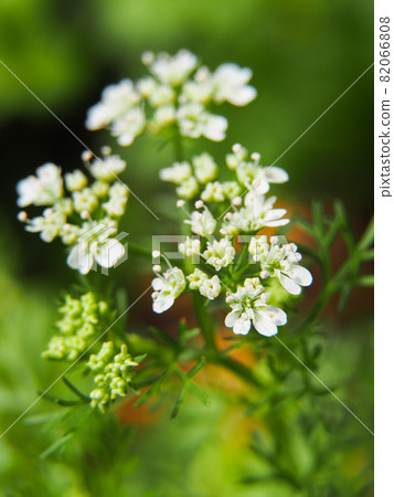 Pakuti flowers 82066808