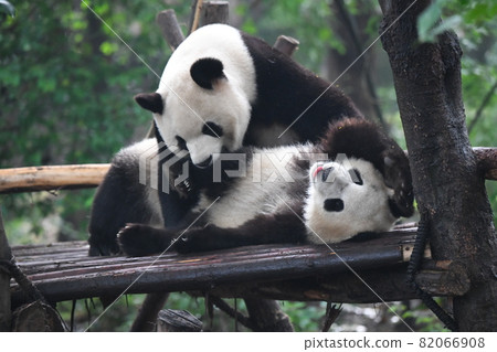 Parent-child Panda 82066908