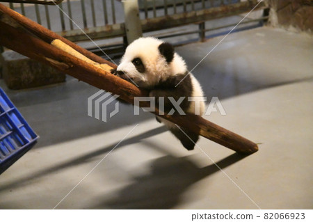 Akachan Panda climbing the ladder 82066923