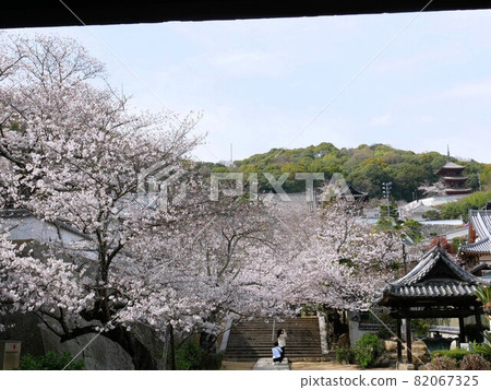 從仁王門看到的春天尾道西國寺和櫻花樹（廣島縣尾道市） 82067325