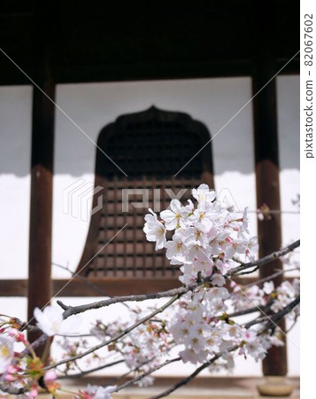 西國寺的美麗櫻花(廣島縣尾道市) 西國寺的美麗櫻花(廣島縣尾道市) 82067602
