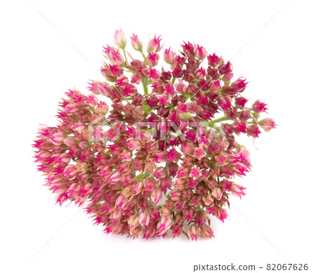 Sedum flowers isolated on white background. Hylotelephium spectabile or showy stonecrop. Sedum flowers isolated on white background. Hylotelephium spectabile or showy stonecrop. 82067626