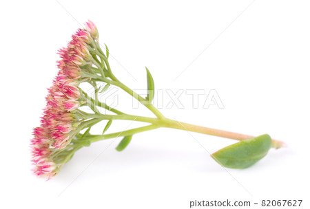 Sedum flowers isolated on white background. Hylotelephium spectabile or showy stonecrop. Sedum flowers isolated on white background. Hylotelephium spectabile or showy stonecrop. 82067627