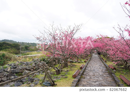 Cherry blossoms at Nakijin Castle Ruins with bright pink color 82067682