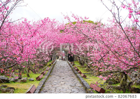 Cherry blossoms at Nakijin Castle Ruins with bright pink color 82067683