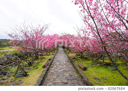 Cherry blossoms at Nakijin Castle Ruins with bright pink color Cherry blossoms at Nakijin Castle Ruins with bright pink color 82067684