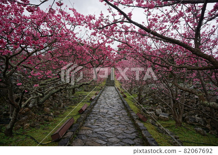Cherry blossoms at Nakijin Castle Ruins with bright pink color 82067692