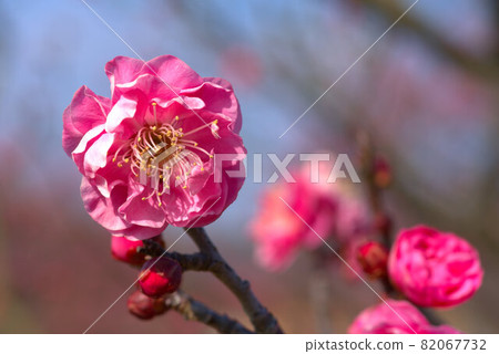 Double-flowered red plum blossoms in Kanzaki Baien 6 Higashi-ku, Okayama City, Okayama Prefecture Double-flowered red plum blossoms in Kanzaki Baien 6 Higashi-ku, Okayama City, Okayama Prefecture 82067732