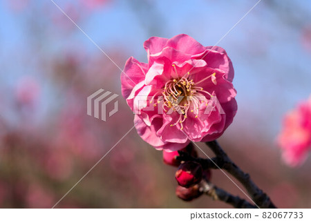 Double-flowered red plum blossoms in Kanzaki Baien 5 Higashi-ku, Okayama City, Okayama Prefecture Double-flowered red plum blossoms in Kanzaki Baien 5 Higashi-ku, Okayama City, Okayama Prefecture 82067733