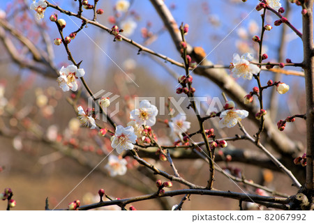 White plum blossoms blooming in Kanzaki Baien, Higashi-ku, Okayama City, Okayama Prefecture White plum blossoms blooming in Kanzaki Baien, Higashi-ku, Okayama City, Okayama Prefecture 82067992