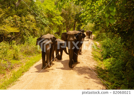 Free wild elephants at the Minneriya National Park, Sri Lanka. Elephant herd walking passing unsealed path before they walk back in the bush of the rainforest. Wildlife safari in the natural reserve 82068021