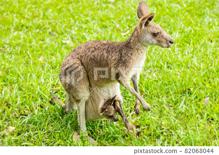 A close up with an Kangaroo in the outback of... - Stock Photo [82068044] -  PIXTA