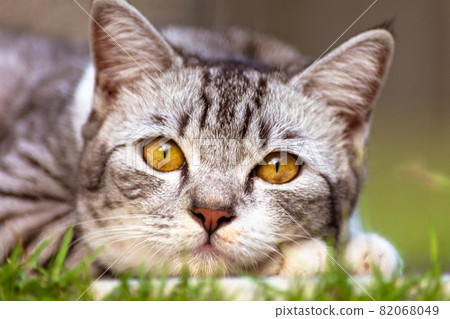A young female cat with clear yellow eyes lays in the grass. Close up cat portrait. Portrait of a cute kitten laying in the grass A young female cat with clear yellow eyes lays in the grass. Close up cat portrait. Portrait of a cute kitten laying in the grass 82068049