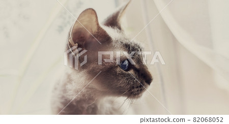 Donskoy Sphynx cat with blue eyes portrait by the window on a light background Donskoy Sphynx cat with blue eyes portrait by the window on a light background 82068052