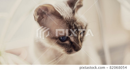 Donskoy Sphynx cat with blue eyes portrait by the window on a light background Donskoy Sphynx cat with blue eyes portrait by the window on a light background 82068054