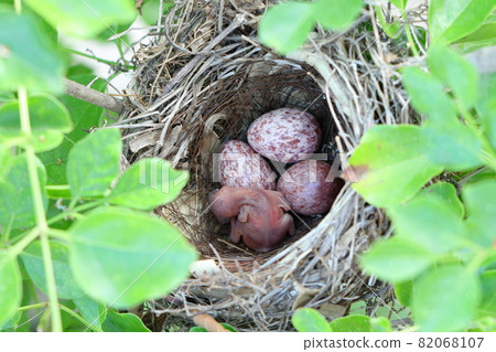 Bulbul chicks and eggs 82068107