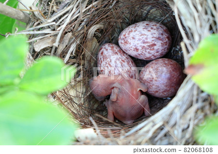Bulbul chicks and eggs 82068108
