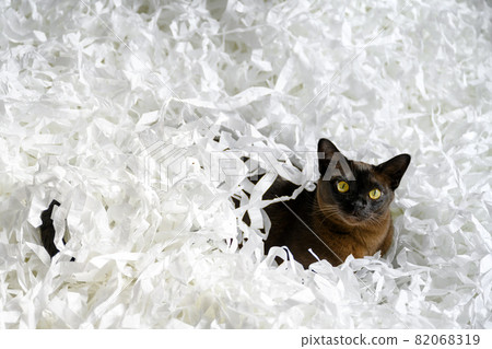 Burma cat lying in filler box packaging Burma cat lying in filler box packaging 82068319