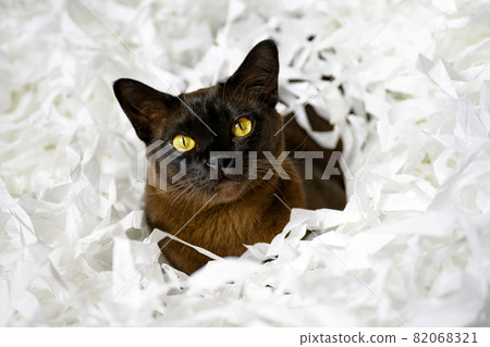 Burma cat lying in filler box packaging Burma cat lying in filler box packaging 82068321