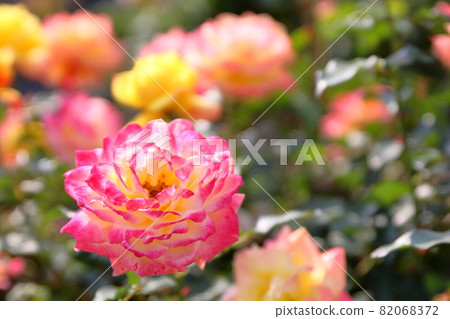 rose rose 82068372