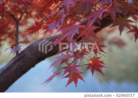 Red autumn leaves 1 82068557