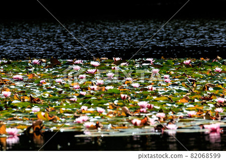Bibai City, Hokkaido, water lily in Tomei Park shining in the summer sunshine [August] 82068599