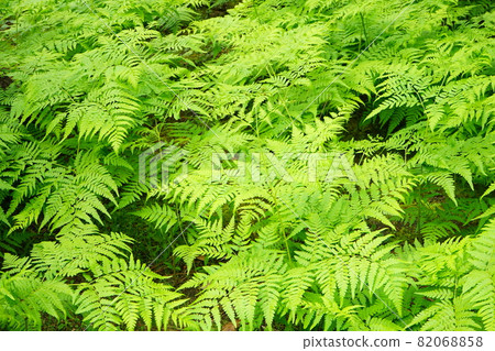 Japanese fern leaf up Japanese fern leaf up 82068858