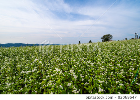 Scenery / Soba field (Photographed by Yamamotoyama Kogen, Ojiya City, Niigata Prefecture) 82069647
