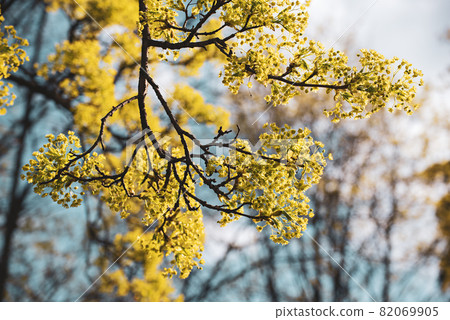 Blooming of maple tree 82069905