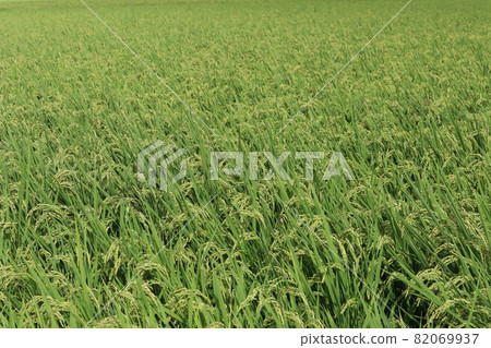Rice fields of rice ears that have begun to bear fruit Rice fields of rice ears that have begun to bear fruit 82069937