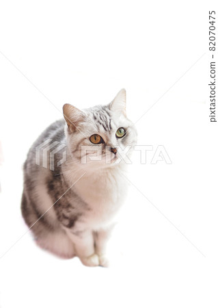 Cute Scottish Fold 82070475