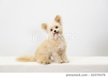 Chai-chan of Chiwapu who sits down and smiles 82070476