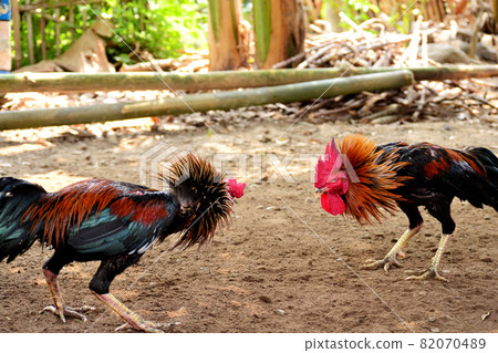 al Java/Indonesia-August 12, 2018: Cockfighting is a game of fighting two chickens in an arena until one of the chickens runs away or loses al Java/Indonesia-August 12, 2018: Cockfighting is a game of fighting two chickens in an arena until one of the chickens runs away or loses 82070489