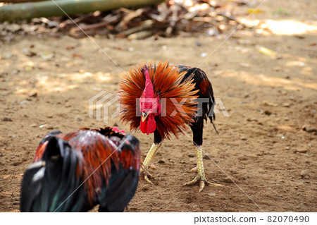 al Java/Indonesia-August 12, 2018: Cockfighting is a game of fighting two chickens in an arena until one of the chickens runs away or loses 82070490