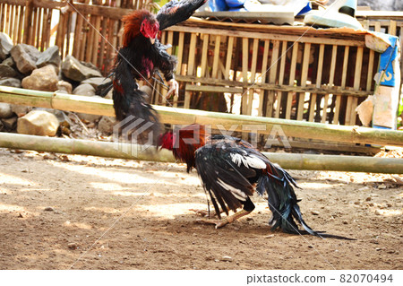 al Java/Indonesia-August 12, 2018: Cockfighting is a game of fighting two chickens in an arena until one of the chickens runs away or loses al Java/Indonesia-August 12, 2018: Cockfighting is a game of fighting two chickens in an arena until one of the chickens runs away or loses 82070494