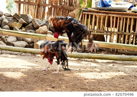 al Java/Indonesia-August 12, 2018: Cockfighting is a game of fighting two chickens in an arena until one of the chickens runs away or loses 82070496