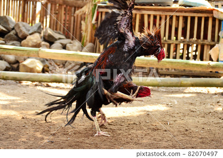 al Java/Indonesia-August 12, 2018: Cockfighting is a game of fighting two chickens in an arena until one of the chickens runs away or loses 82070497